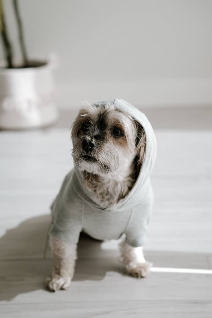 Sweat à capuche en bambou pour chien - Gris chiné clair