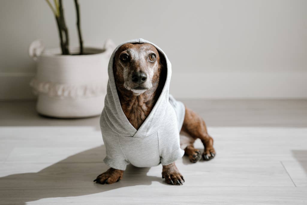 Sweat à capuche en bambou pour chien - Gris chiné clair