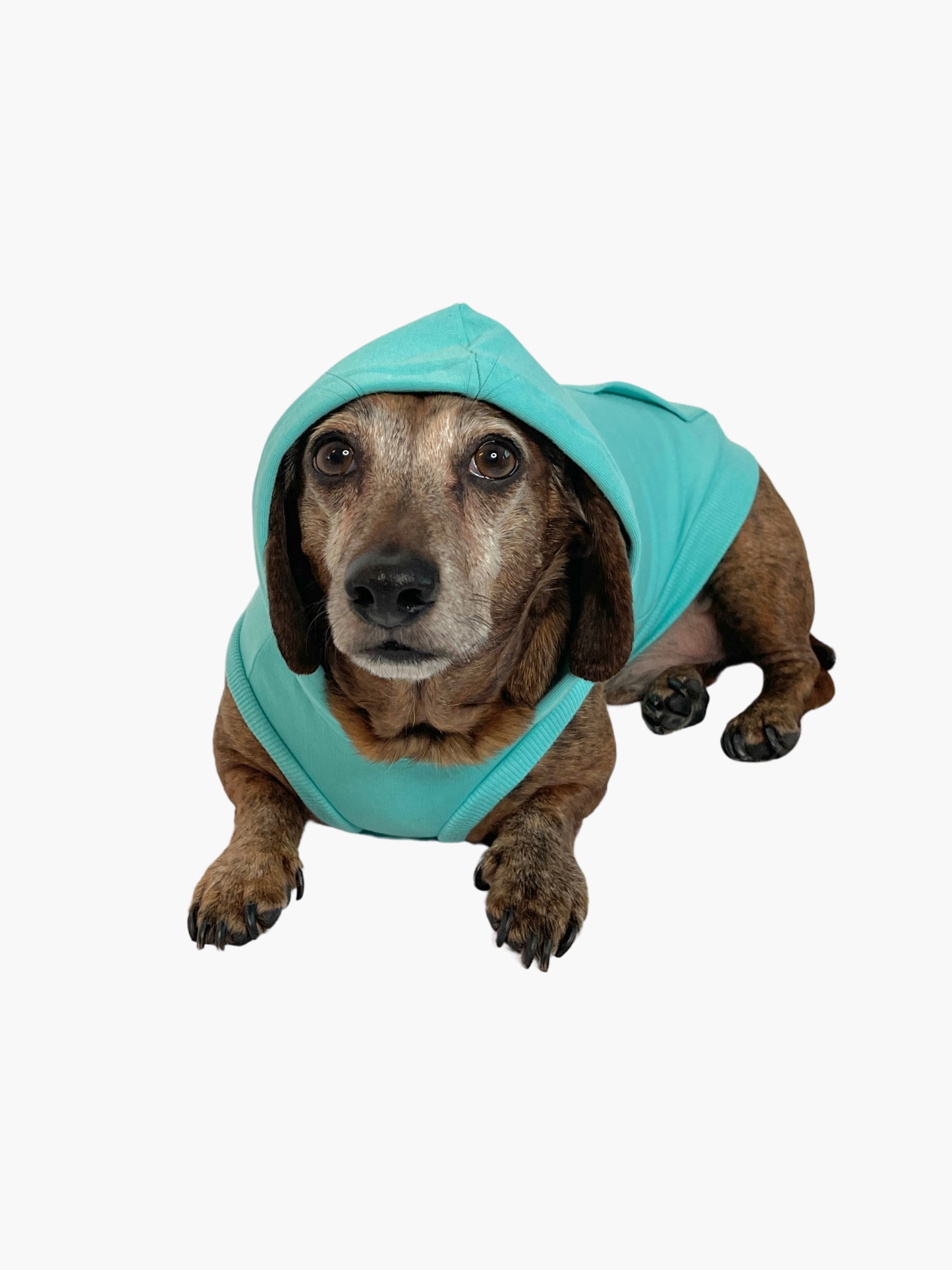 Sweat à capuche en bambou pour chien - Turquoise