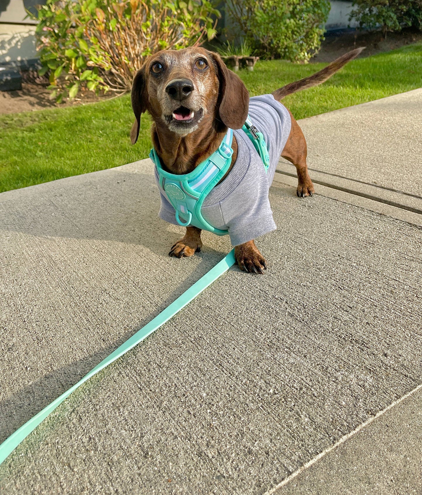 Pull pour chien en bambou - Gris chiné