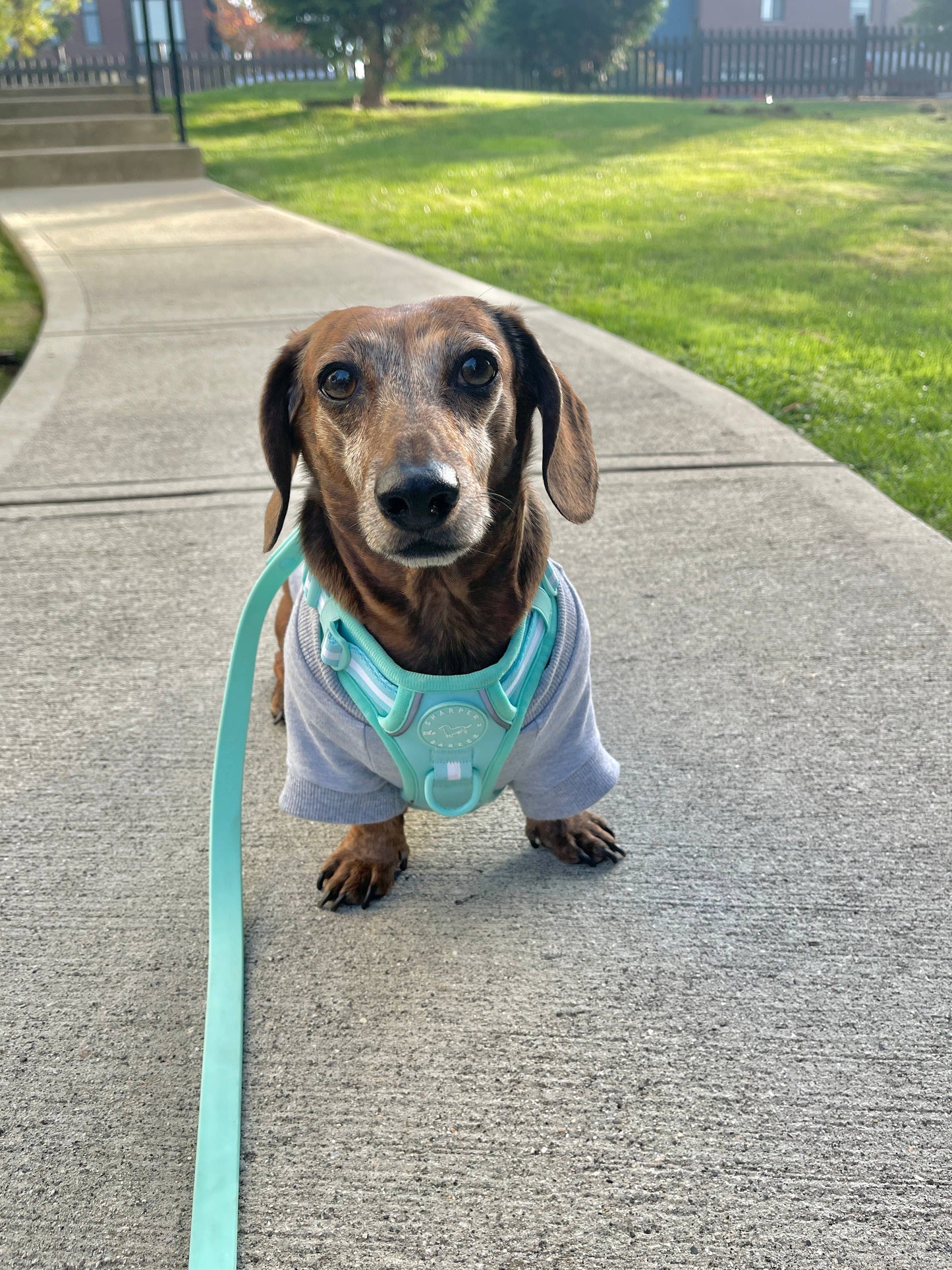 Pull pour chien en bambou - Gris chiné