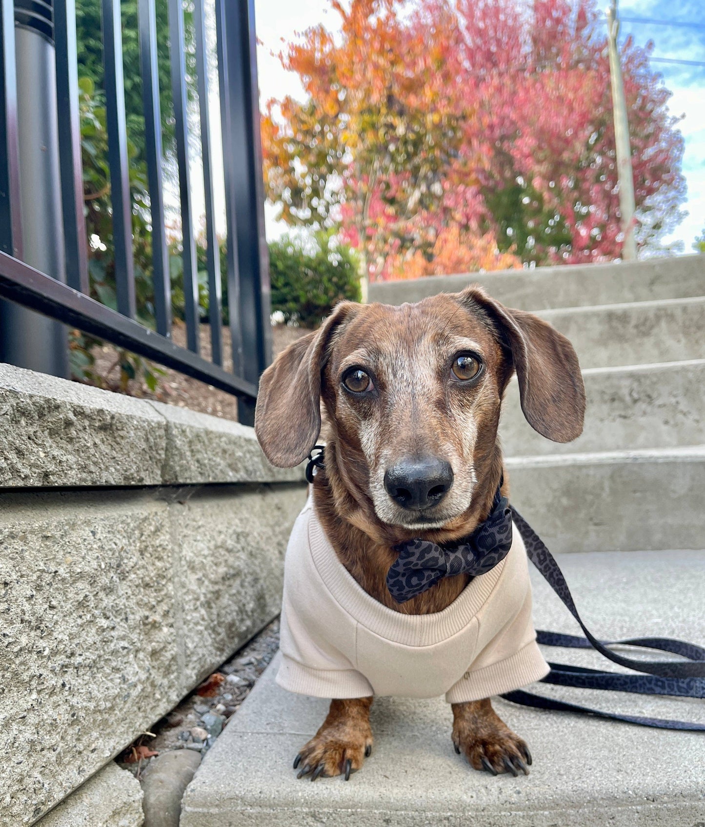 Sweat-shirt polaire pour chien - Biscuit
