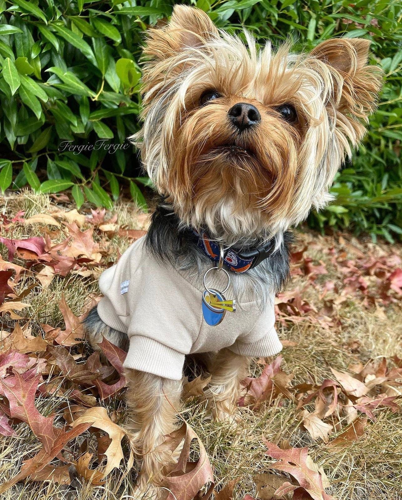 Sweat-shirt polaire pour chien - Biscuit