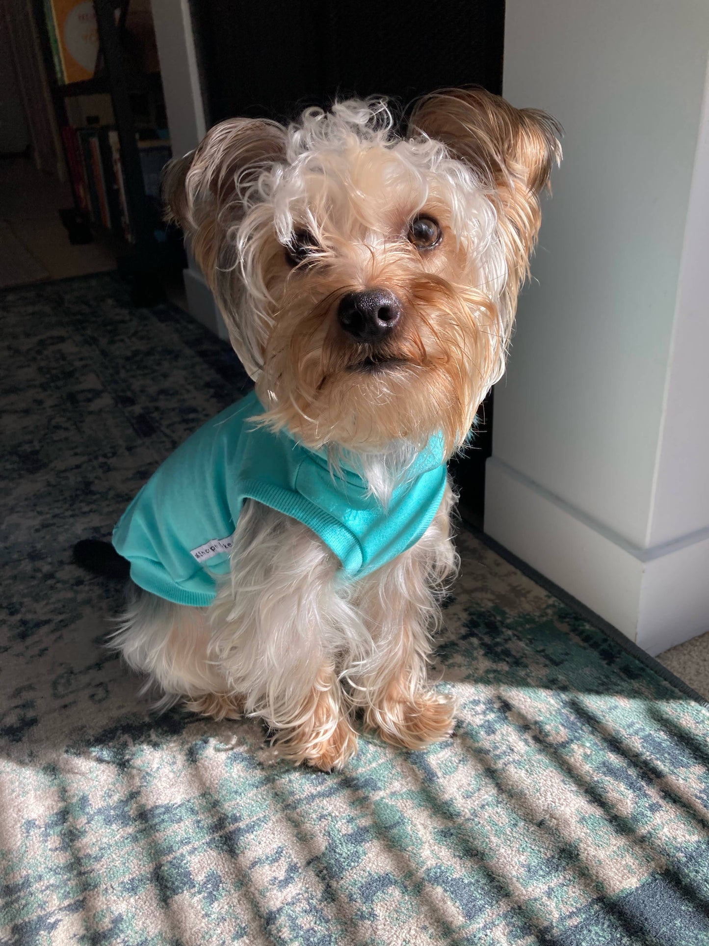 Sweat à capuche en bambou pour chien - Turquoise